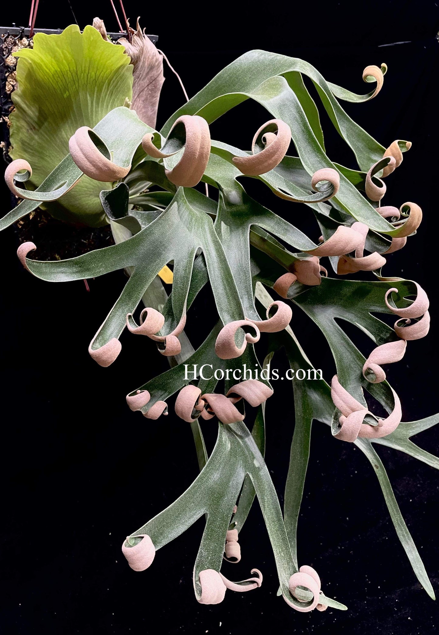 Platycerium Foong Siqi pup