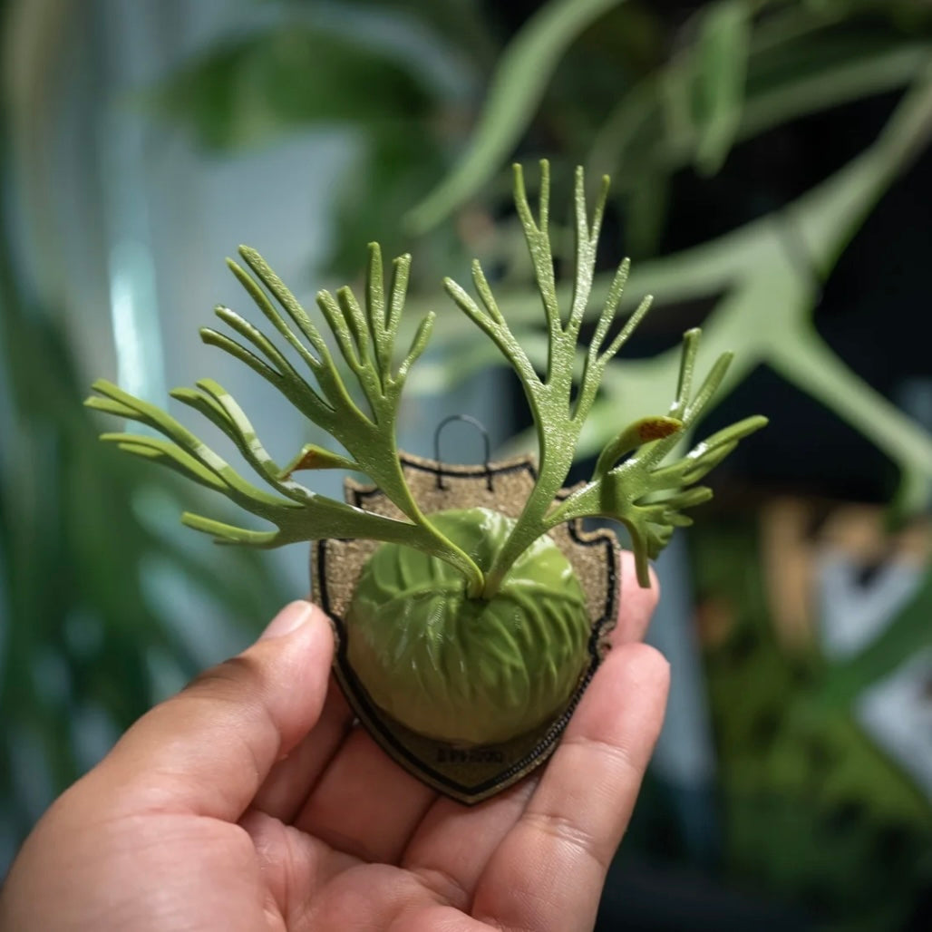 HCorchids