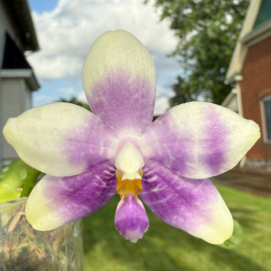 CA601-Phal. Vinh Long Red Sun x Phal. tetraspis