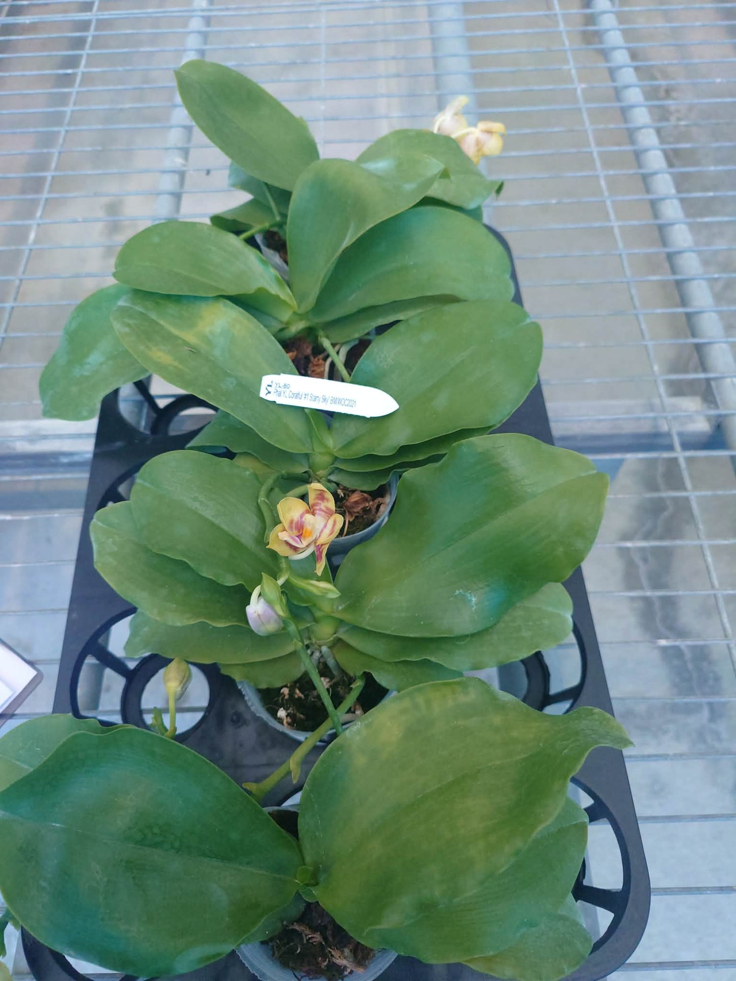 Phalaenopsis YL Coral “#1 Starry Sky” BM/WOC23
