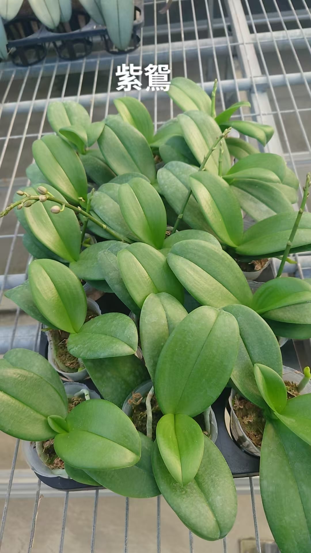 Phalaenopsis Reyoung Ultra Violet '紫鴛'