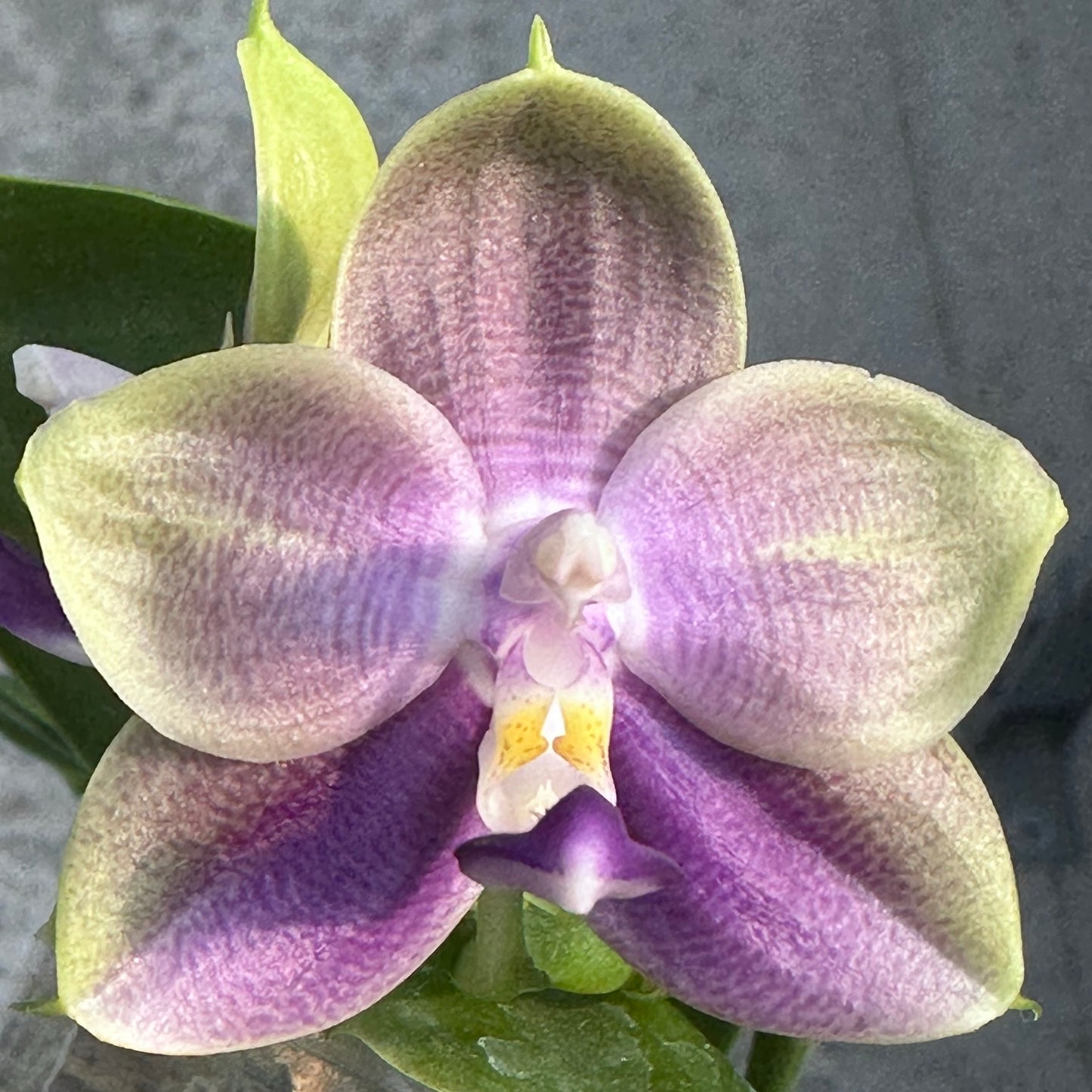 Phalaenopsis (LL Blue Family x LD Avatar ‘Blue Memory’ #29)
