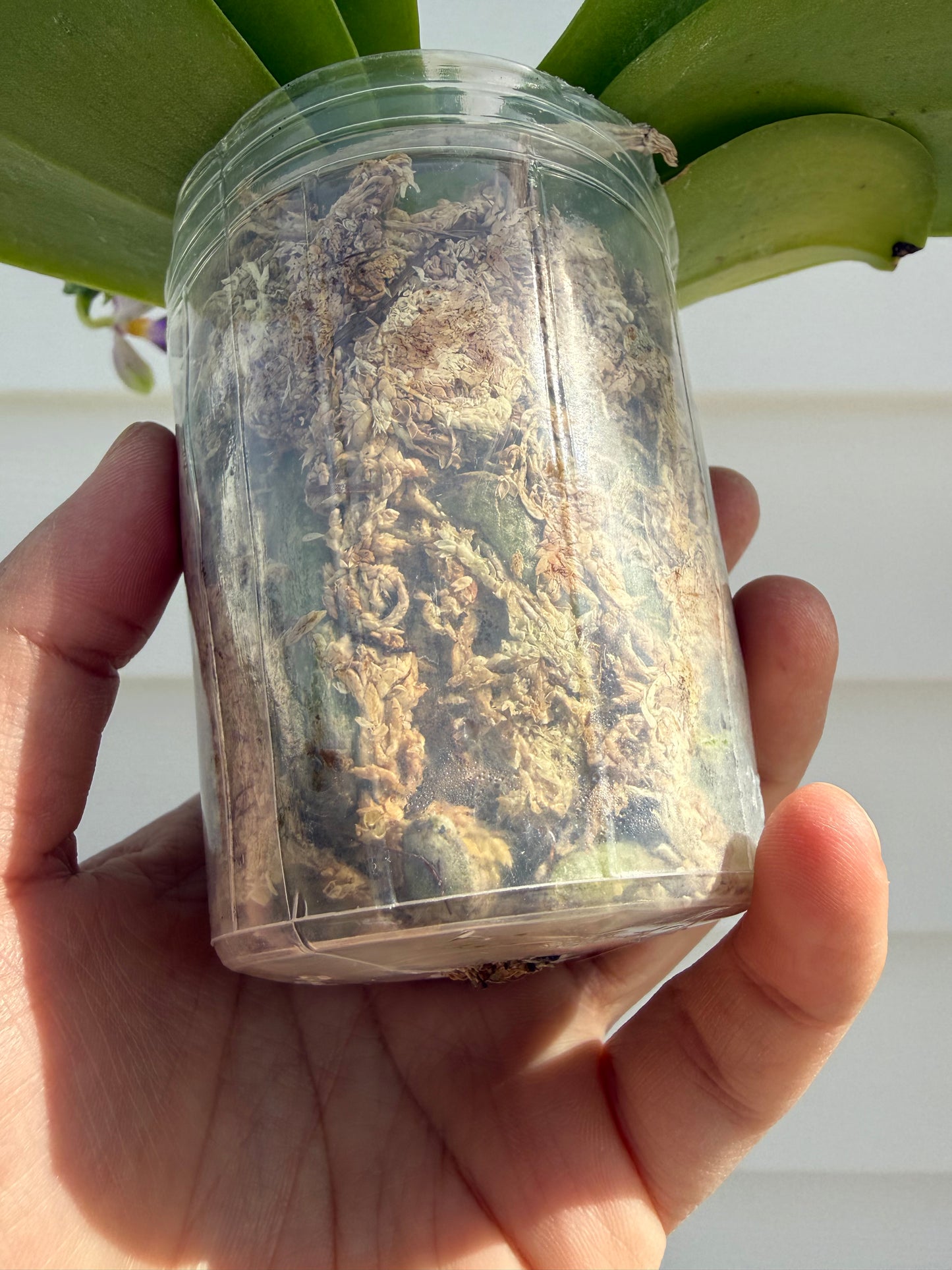 CA628 - Phal. Micaels Blue Rock X Phal. (Yaphon The Hulk X Bellina)
