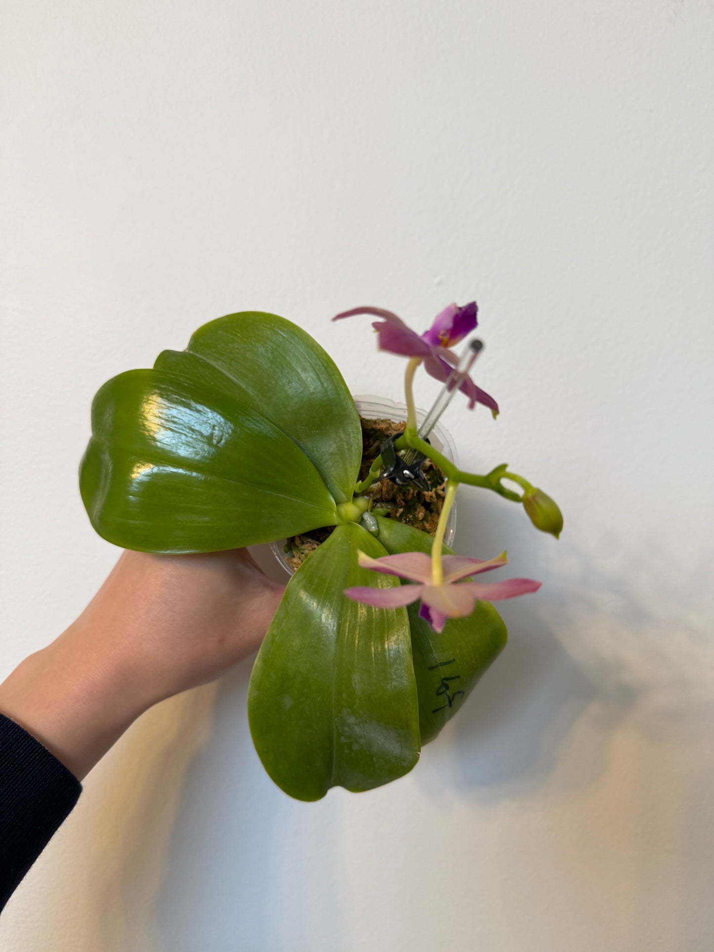Phal. Lucien Samera x Phal. Vinh Long Red Sun