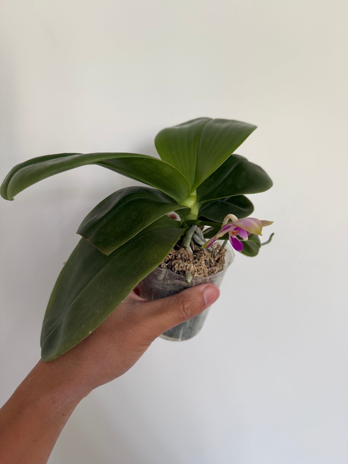 Phalaenopsis Mituo Blue Sphinx