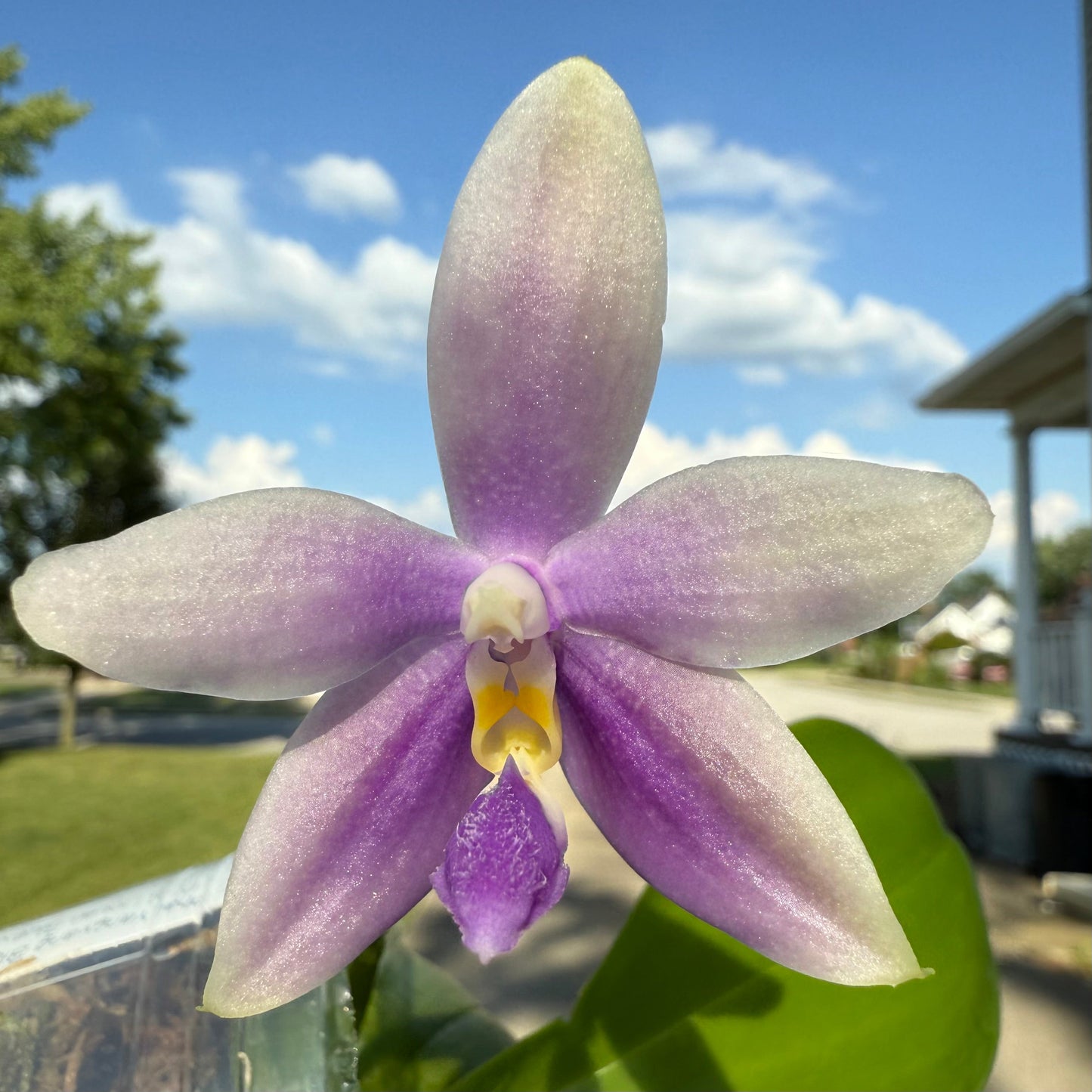 CA585-Phal. YangYang Blue Bellina X Lioulin Blue Jenny