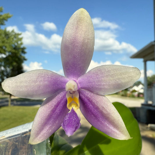 CA585-Phal. YangYang Blue Bellina X Lioulin Blue Jenny