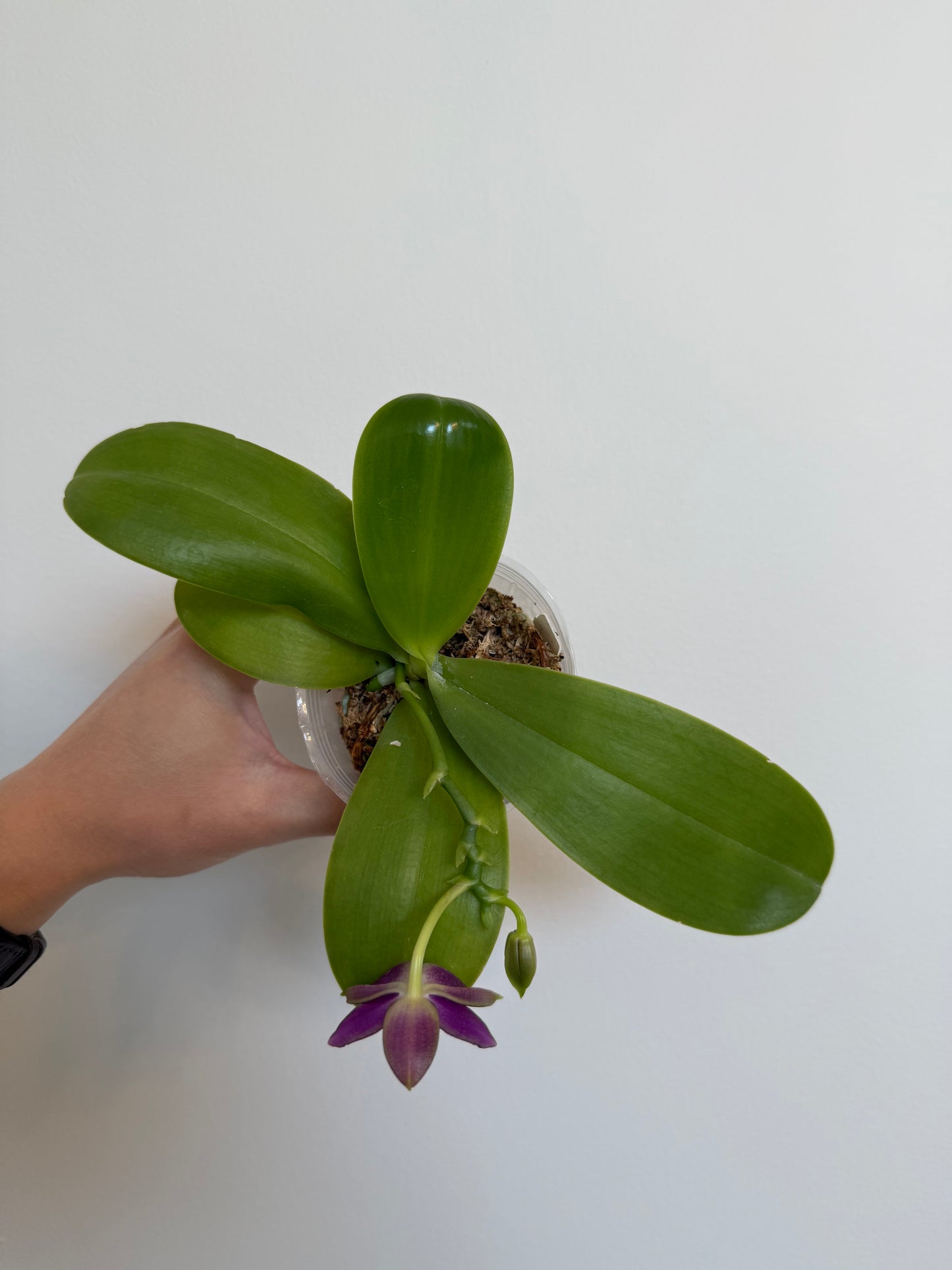 Phal. Mituo Princess x Phal. Mainshow Blue Tint