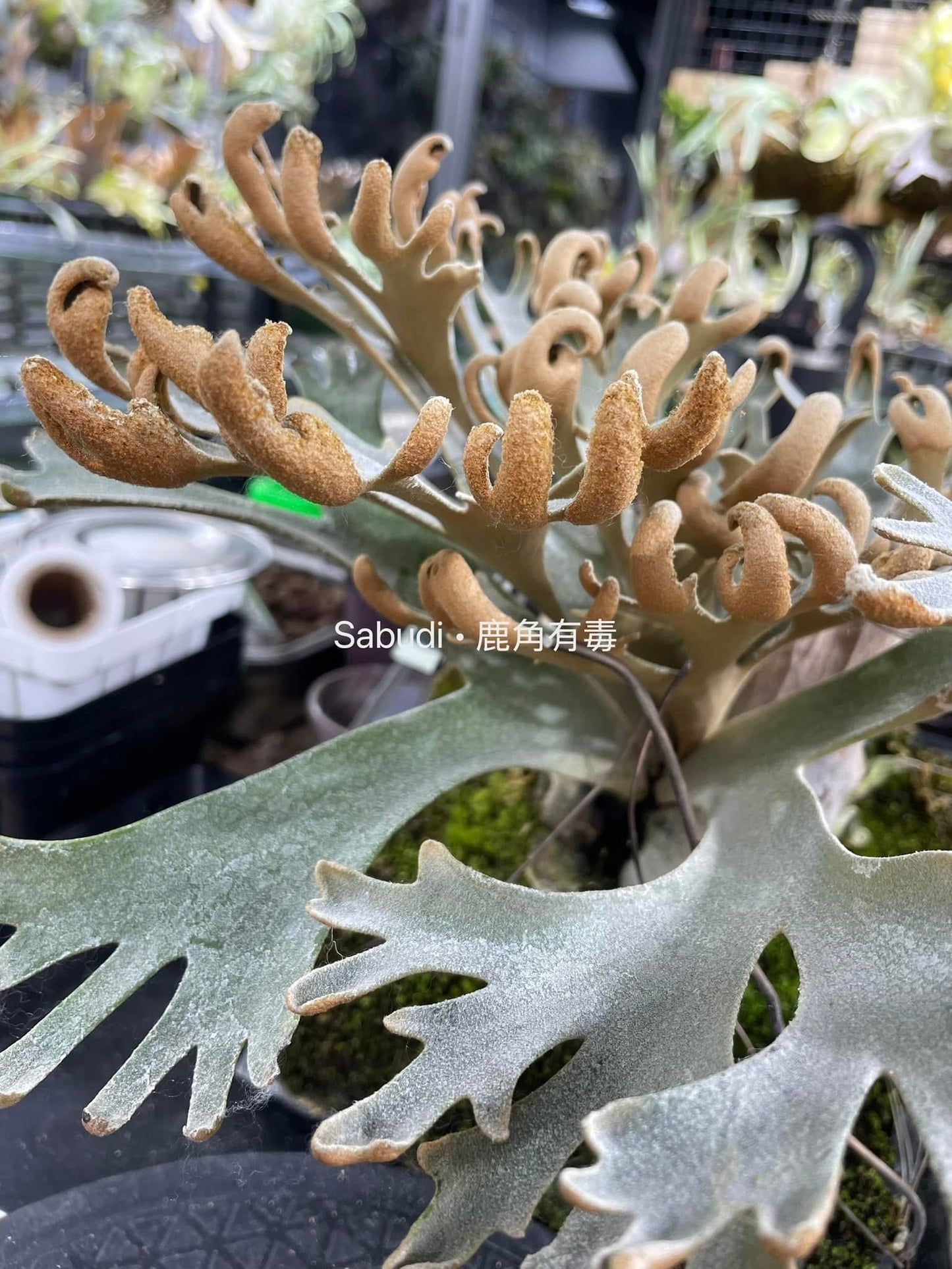 Platycerium Willinckii “Mew” spore