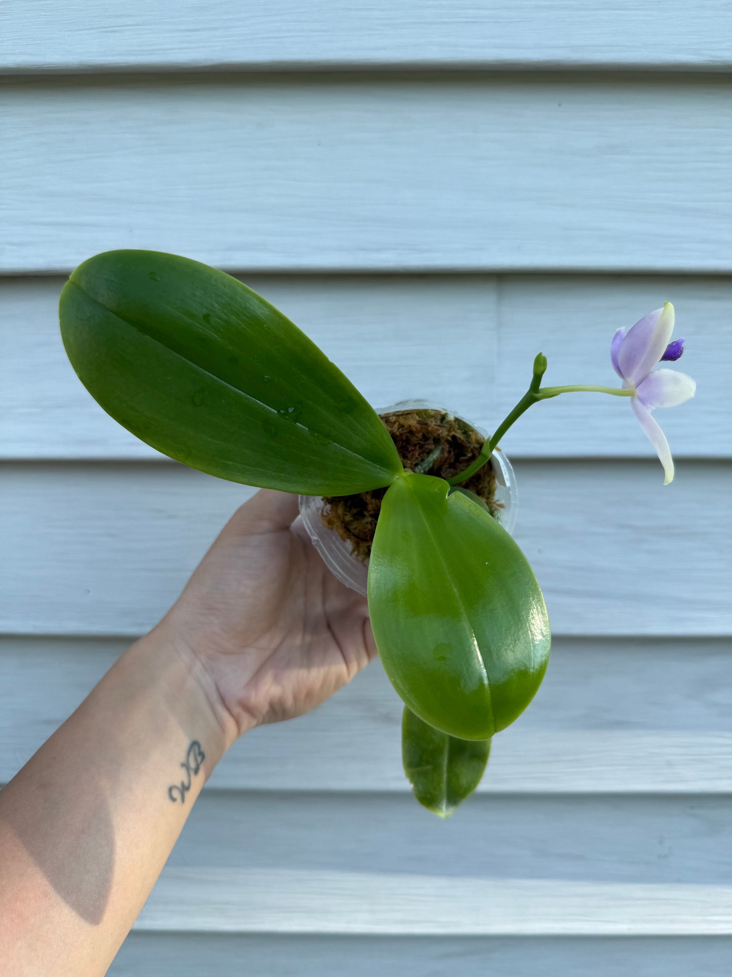 CA585-Phal. YangYang Blue Bellina X Lioulin Blue Jenny