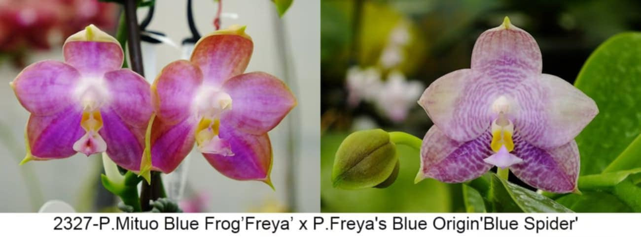 Fragrant Novelty Phalaenopsis Orchid, front page