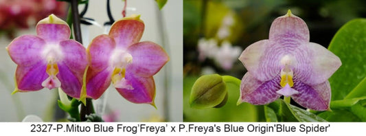 Fragrant Novelty Phalaenopsis Orchid, front page