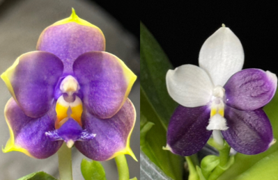 Phal. Penang Jewel x Phal. LL Blue Jenny