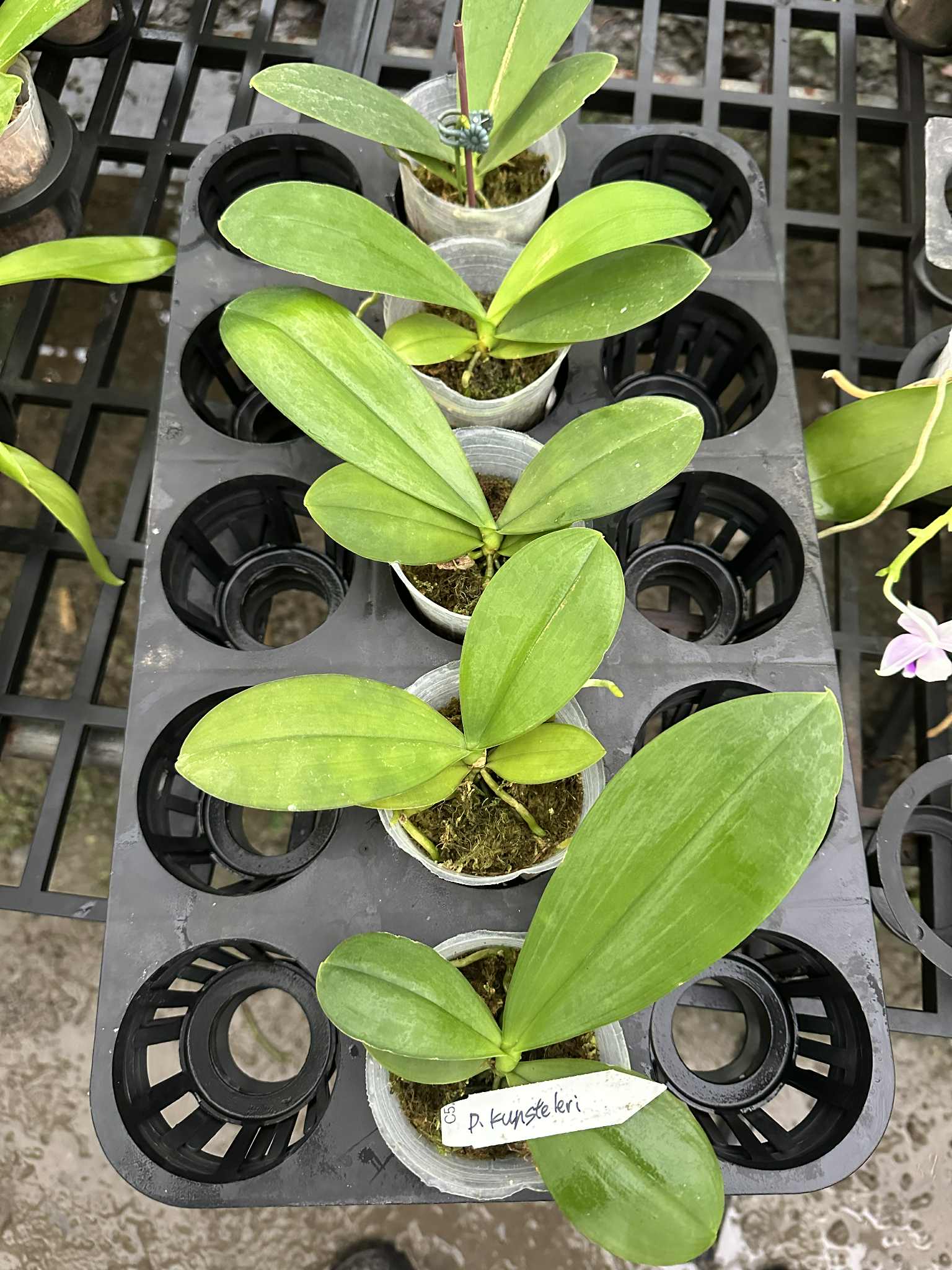 HCorchids