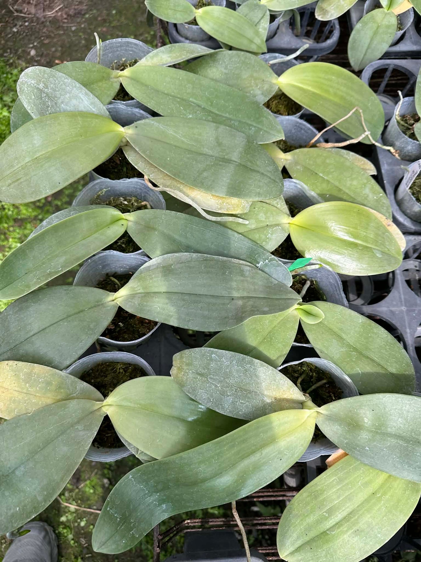 Phalaenopsis gigantea