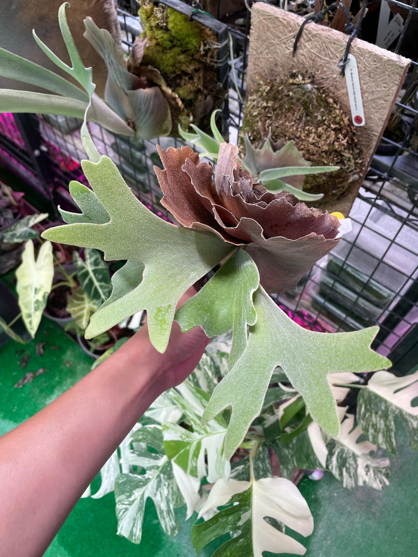 Platycerium Willinckii White Crown spore plant for sale with lush antler-like foliage, ideal for home & garden plant collections.