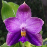 Phalaenopsis Penang Jewel "BK Blue" x self