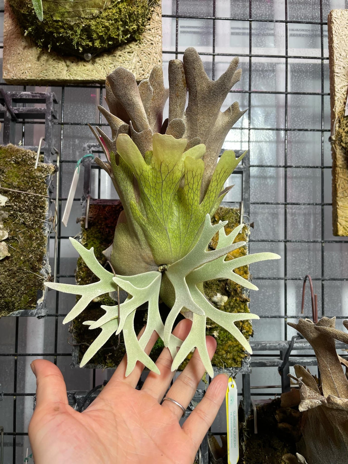 P. Willinckii Yellow Moon Spores - Dwarf Select #29 with semi-mature fronds, mounted on moss board, ideal for rare plant collectors.