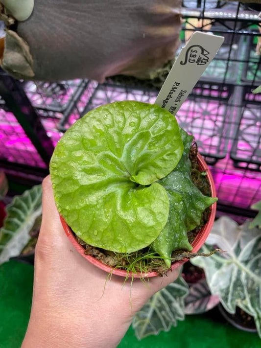 Platycerium madagascariense