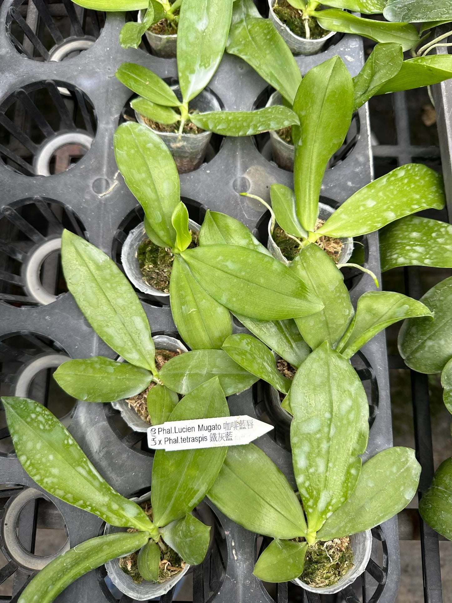 Young Phal. Lucien Mugato x Phal. tetraspis orchid seedlings in small pots, ready for cultivation.