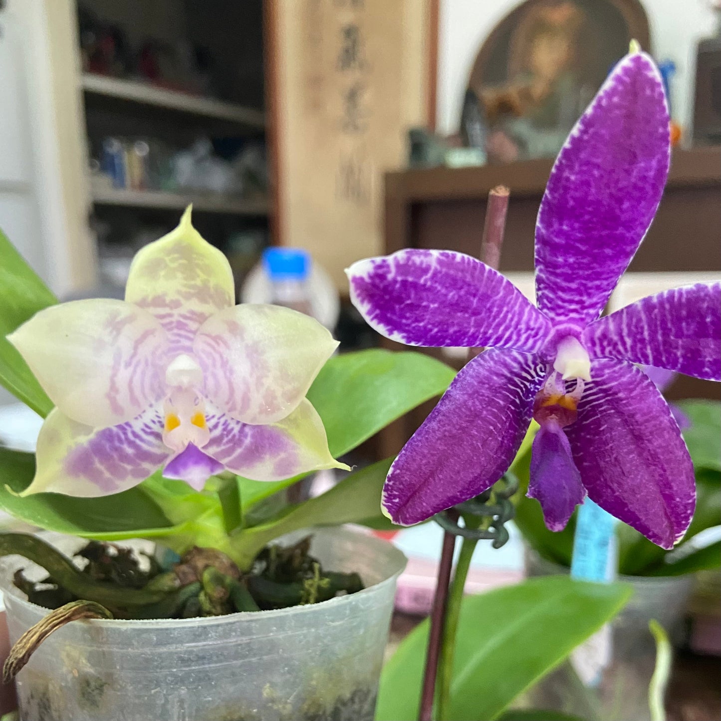 Phalaenopsis Orchids Cross Seedling QM430A featuring two novelty blooms, one pale yellow with purple markings and one vibrant purple with white stripes.