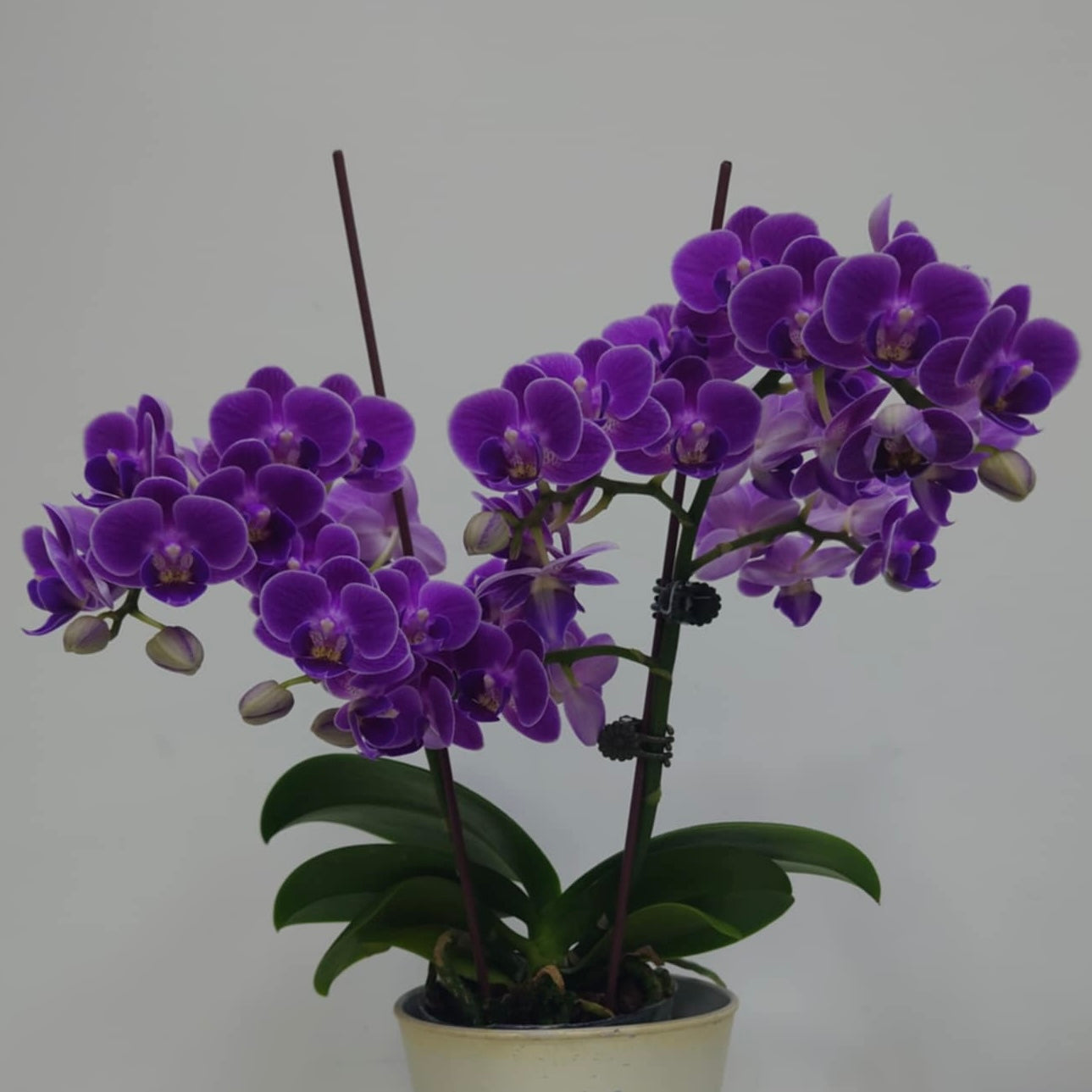 Phal. Reyoung Ultra Violet "紫鴛"