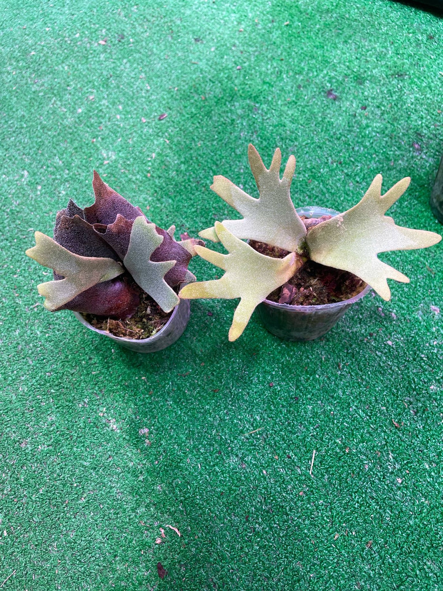 Platycerium Willinckii Jade Girl spore