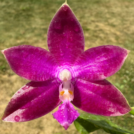 QA074-Phal. Mainshow Colourful x Mituo Love