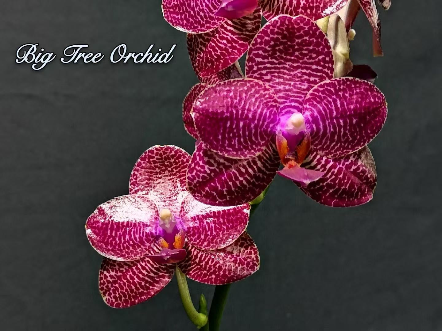 BTM90502 - Phal. Miro Gold Mosla ‘Top Song’