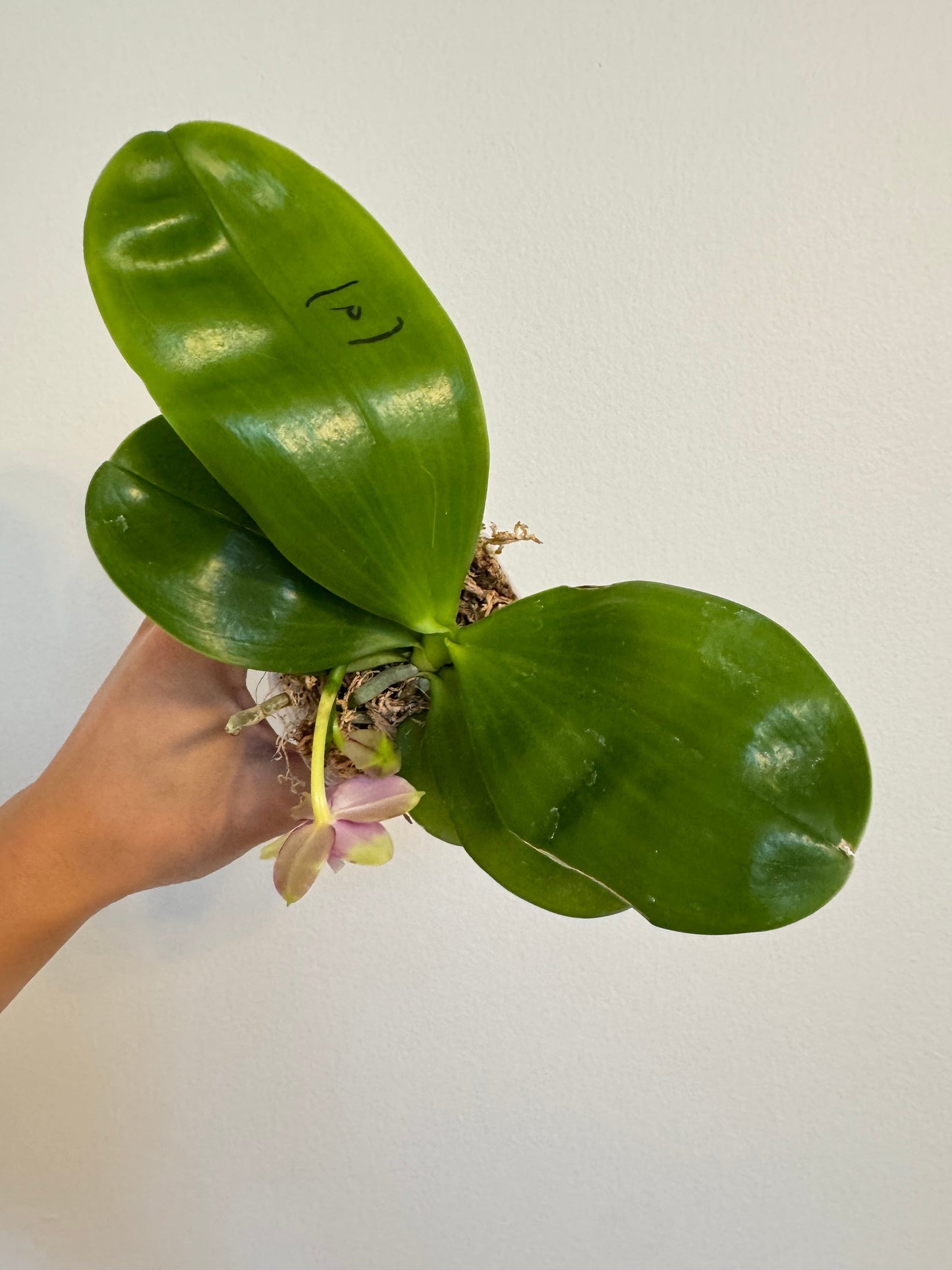 Phal. Mituo Golden Solar