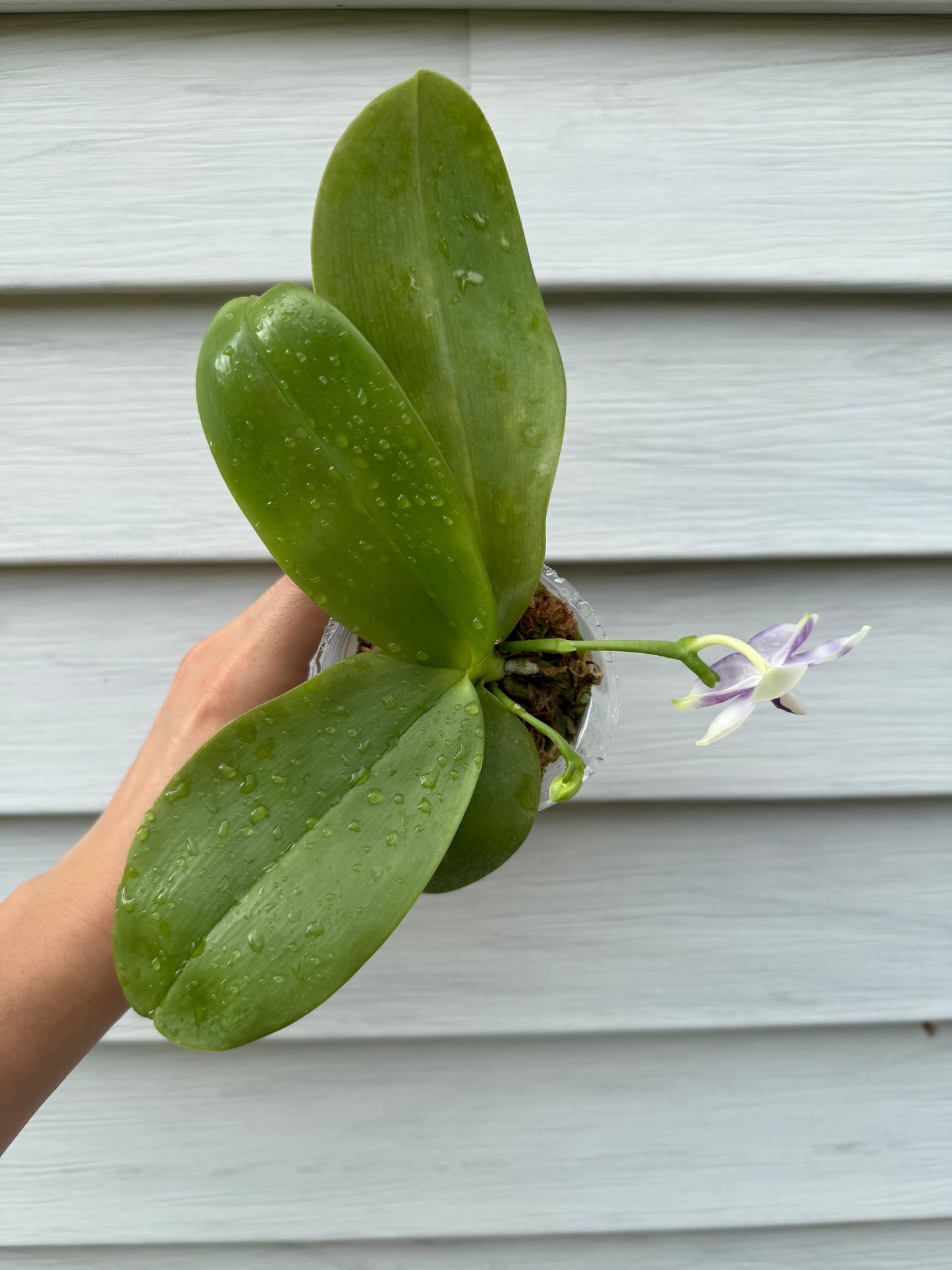 CA601-Phal. Vinh Long Red Sun x Phal. tetraspis