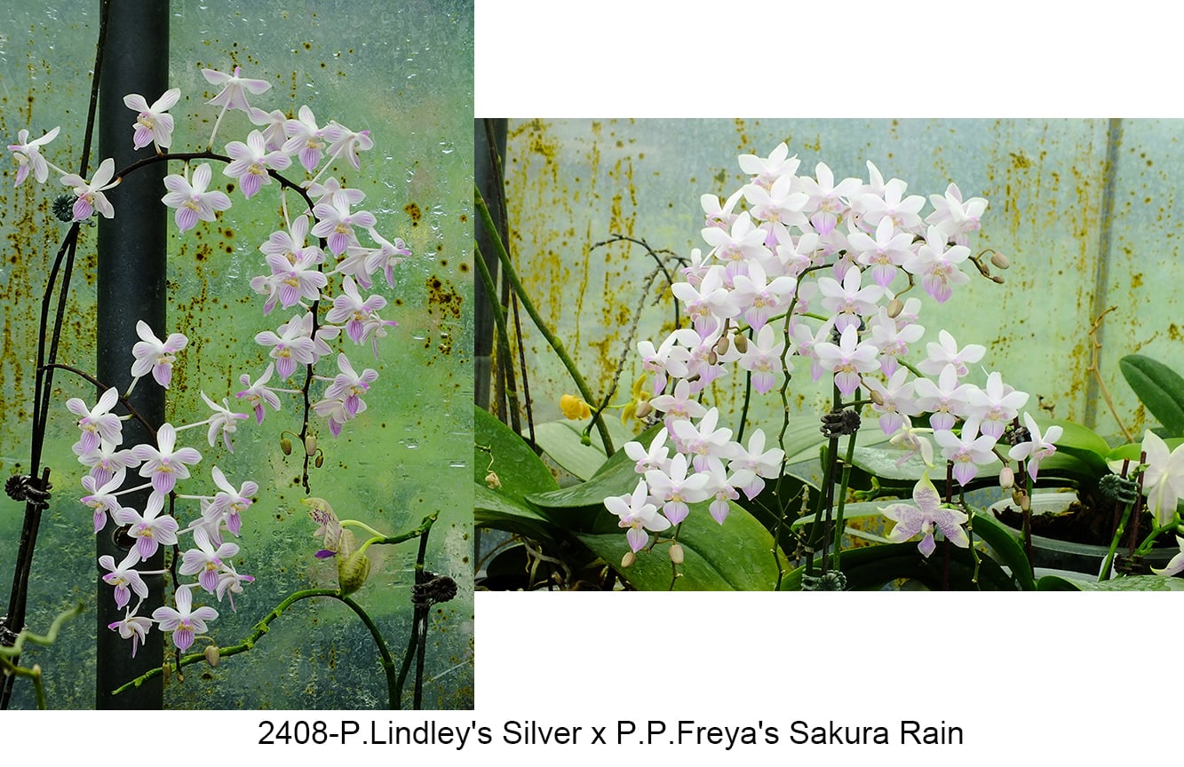 Phalaenopsis (Lindley’s Sliver x Freya’s Sakura Rain)