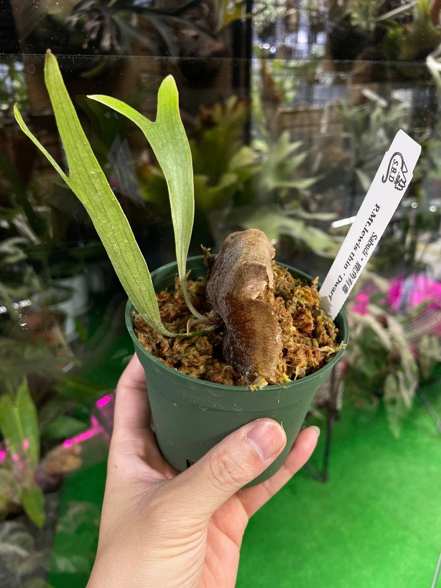 Platycerium Mt.Lewis thin “Dwarf”