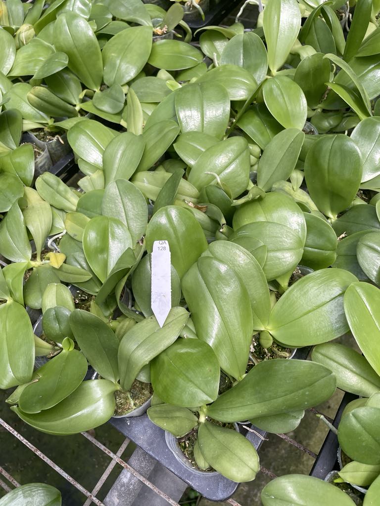 QA128-Phal. KS Blue Ludde 303 x Phal. Mainshow Sapphire