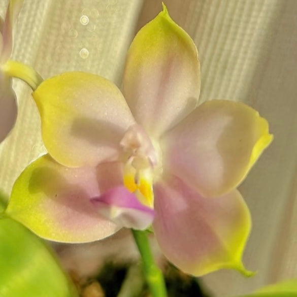 Soft yellow and pink Phal. KS Samera x Lee Wai Queen orchid in bloom. A unique and fragrant Phalaenopsis hybrid for home and garden enthusiasts.
