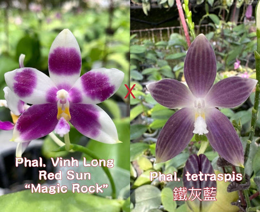 Phal. Vinh Long Red Sun x Phal. tetraspis hybrid orchids showcasing unique fragrant blooms. Rare sequential bloomer with striking petal patterns.