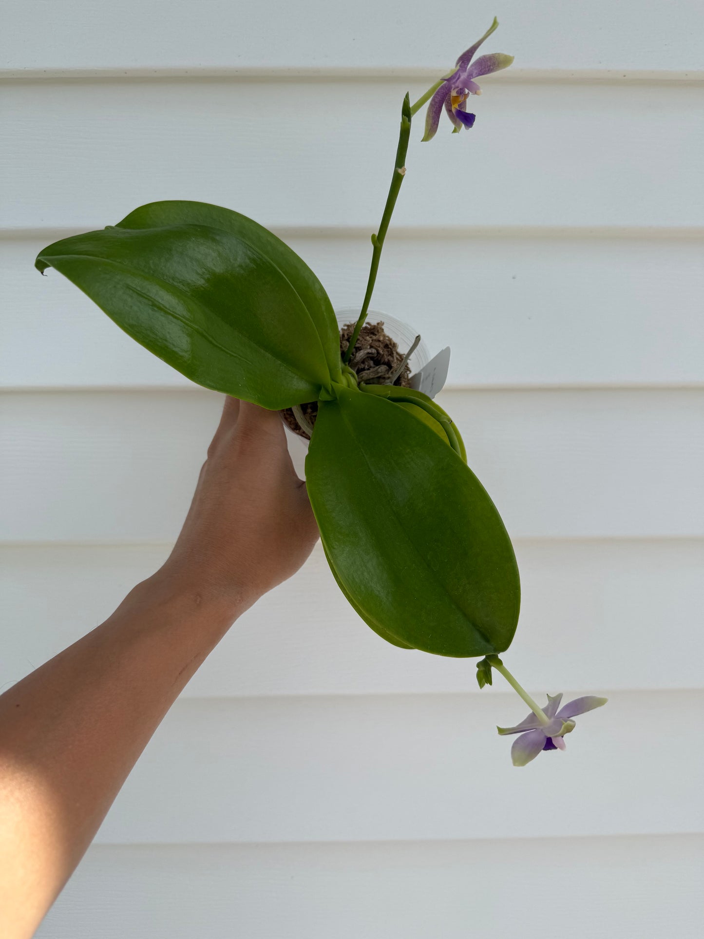 CA628 - Phal. Micaels Blue Rock X Phal. (Yaphon The Hulk X Bellina)