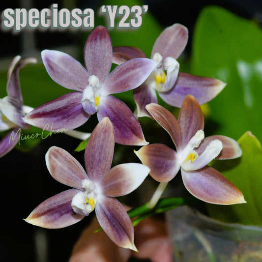 Phal. speciosa ‘Y23’