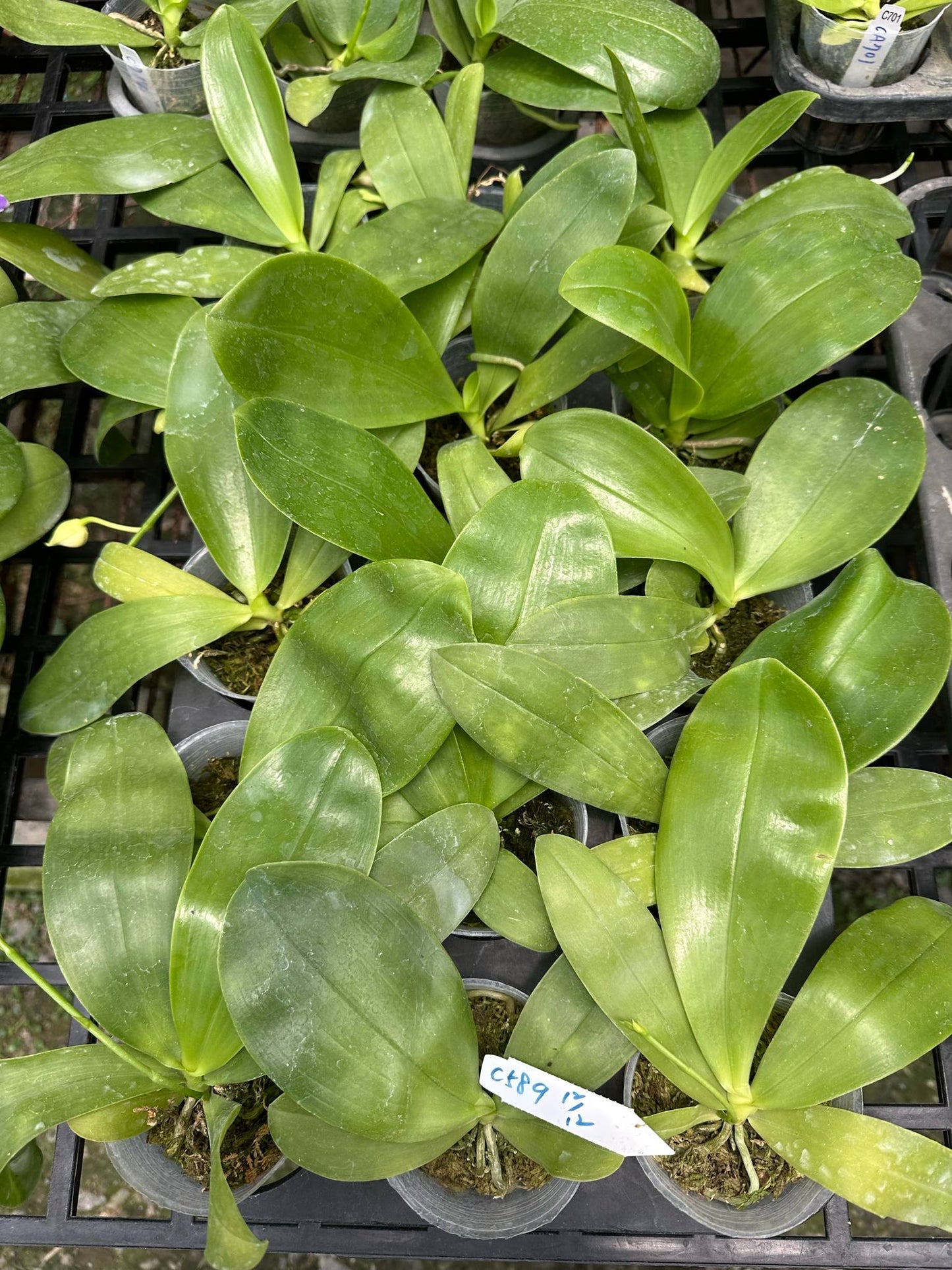Young Phal. Yang Yang Blue novelty Phalaenopsis seedlings in 2.5-inch pots, ideal for home and garden orchid enthusiasts.