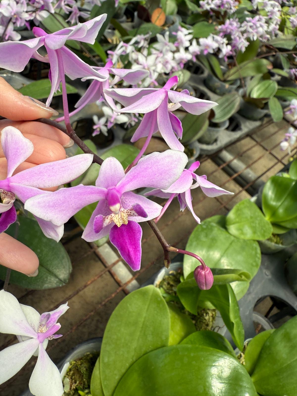 Phal. intermedia x Phal. equestris