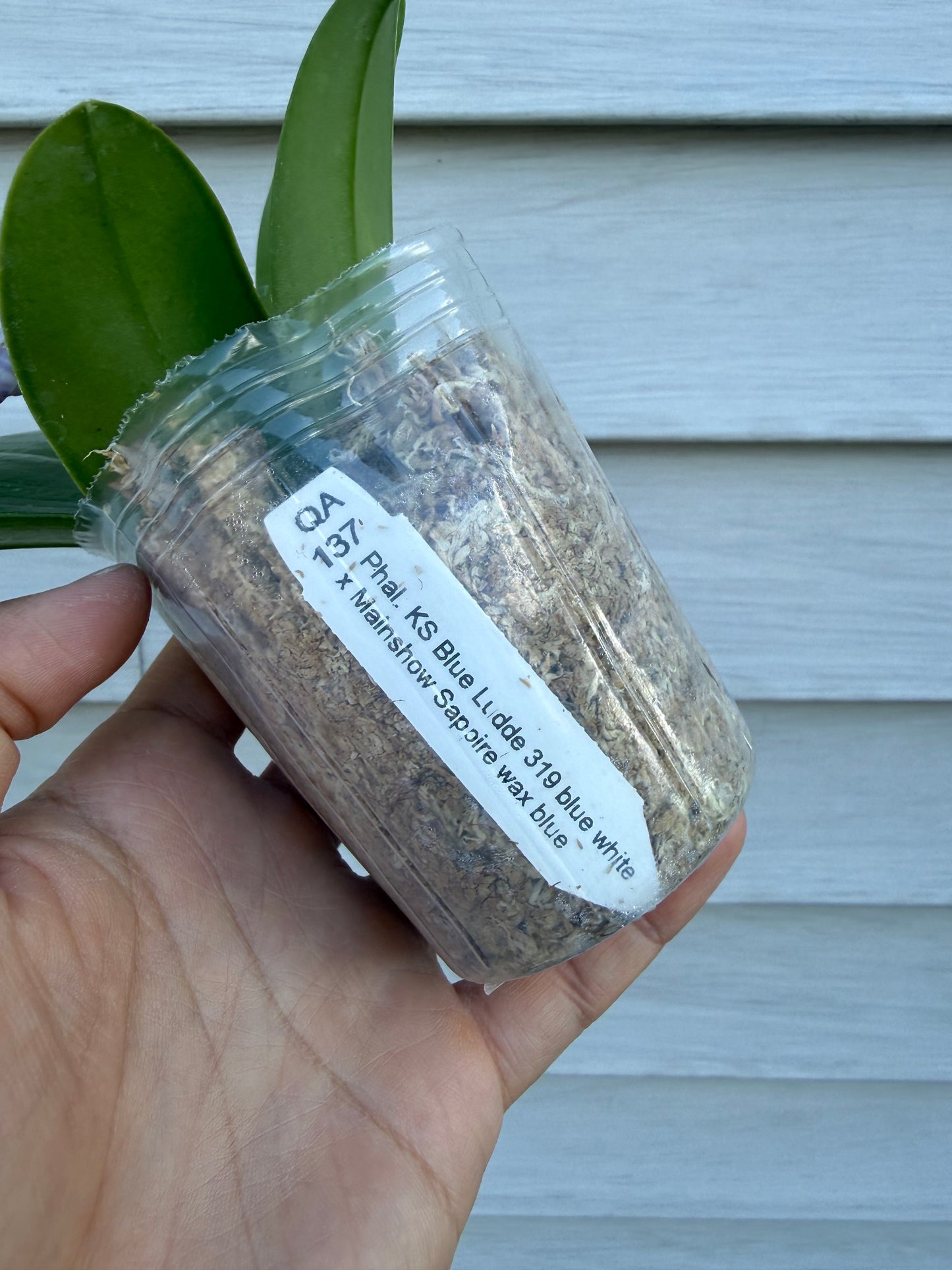 Phalaenopsis (KS Blue Ludde x Mainshow Sapphire)