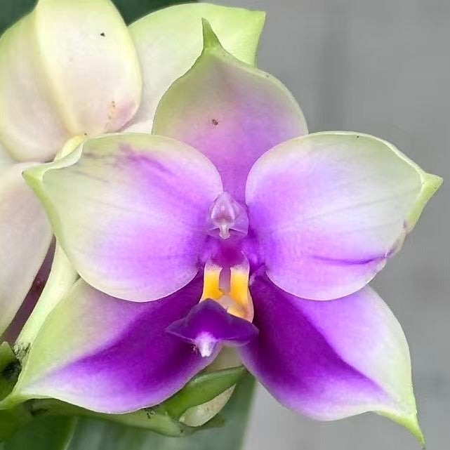 Phal. bellina v.coerulea select#21