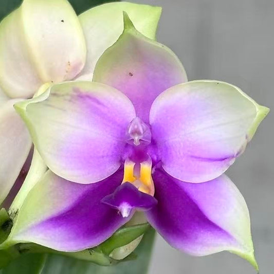 Phal. bellina v.coerulea select#21