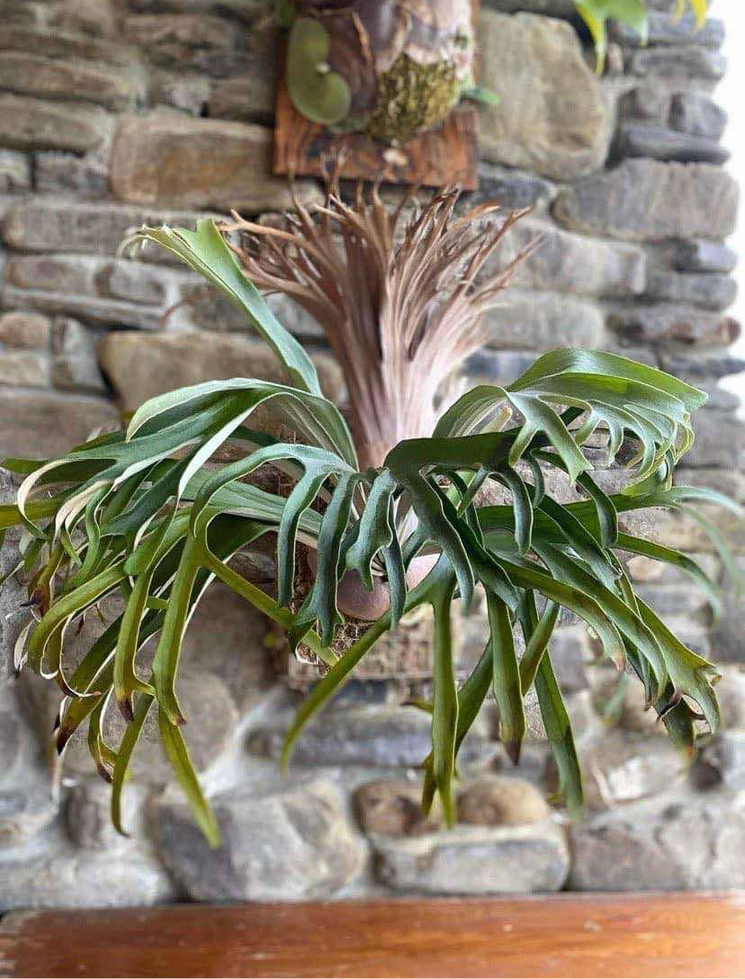 Platycerium Rydeen pup