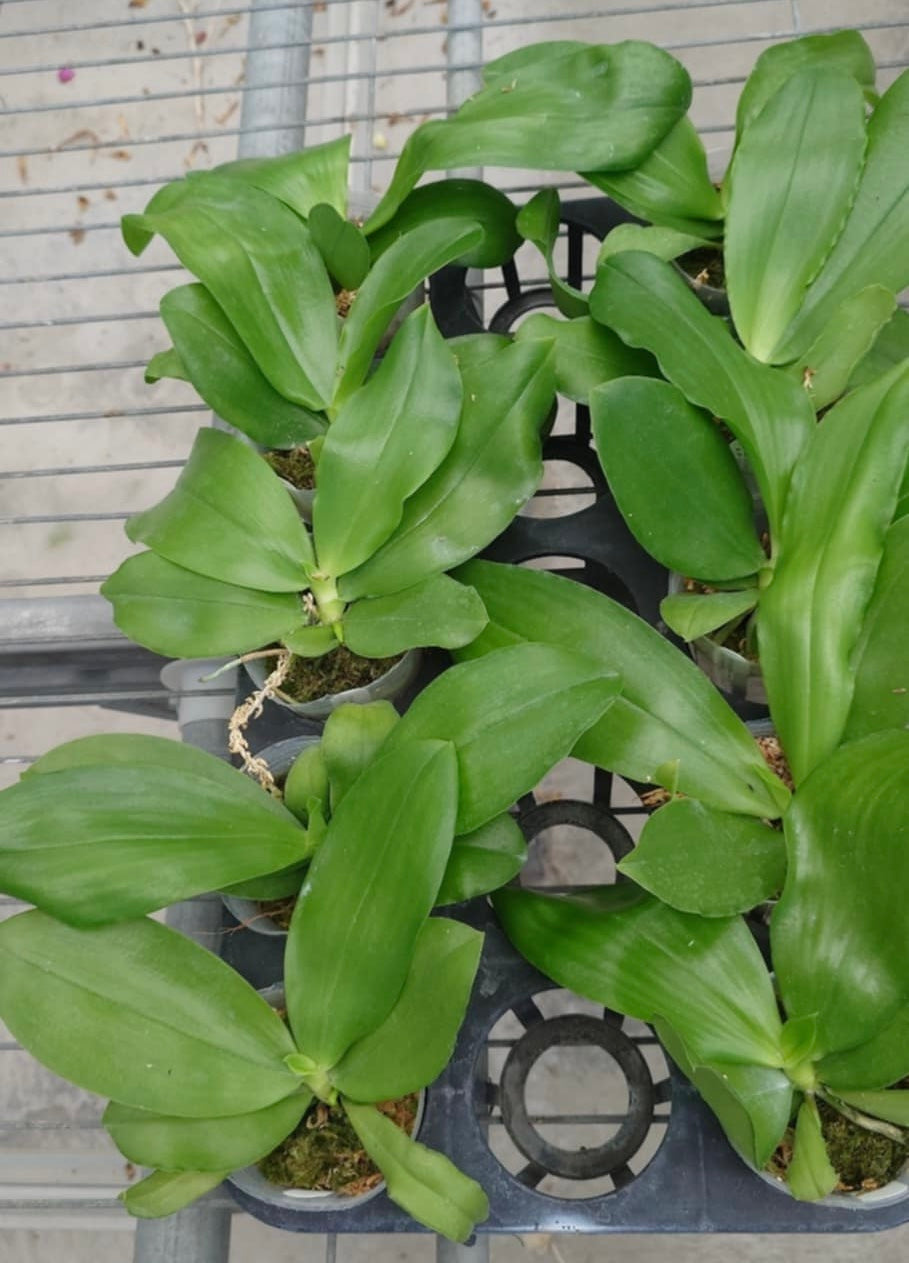 Phalaenopsis (bellina coerulea x speciosa blue)