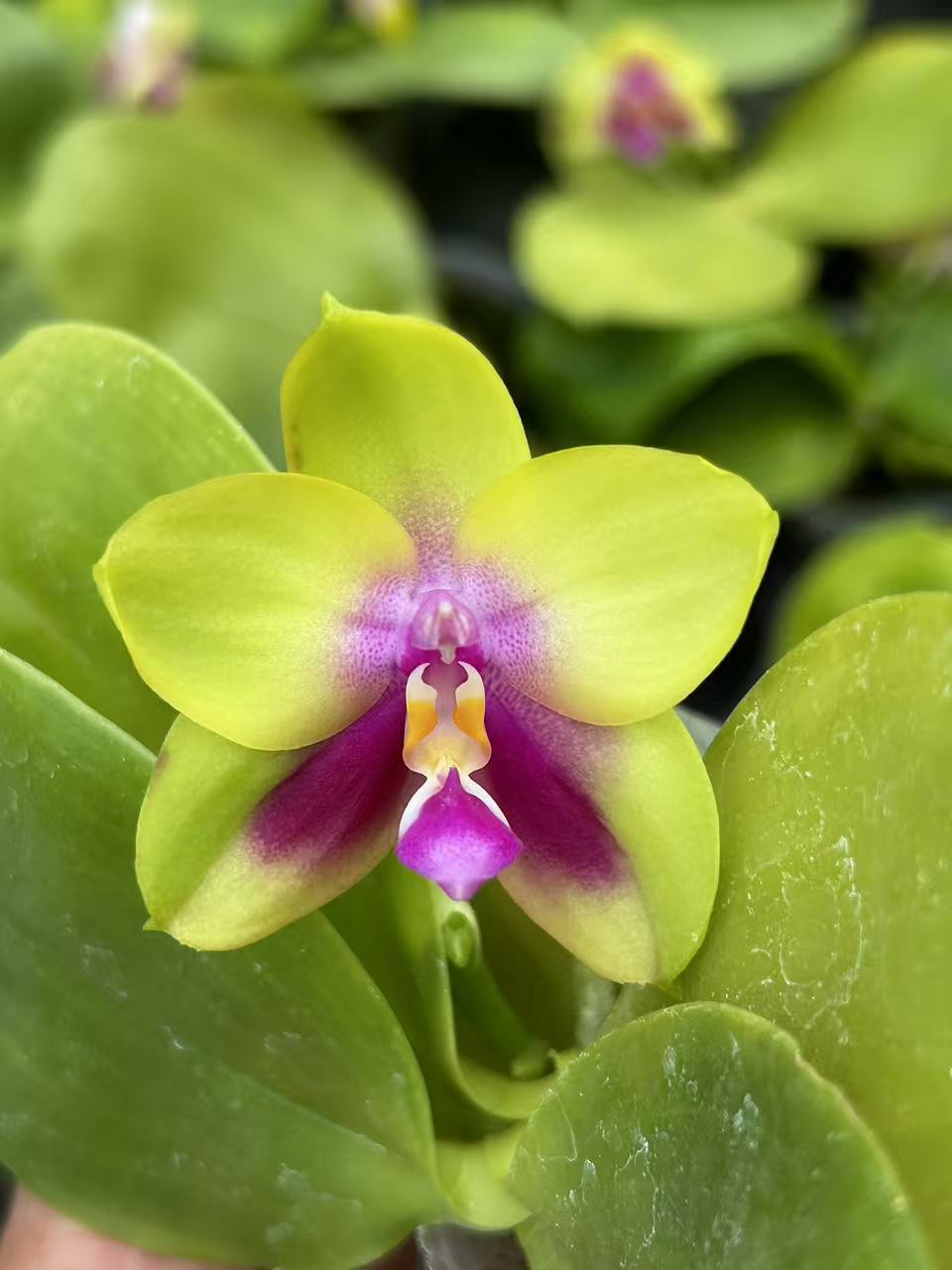 Bright yellow and pink orchid flower with green leaves, home garden plant