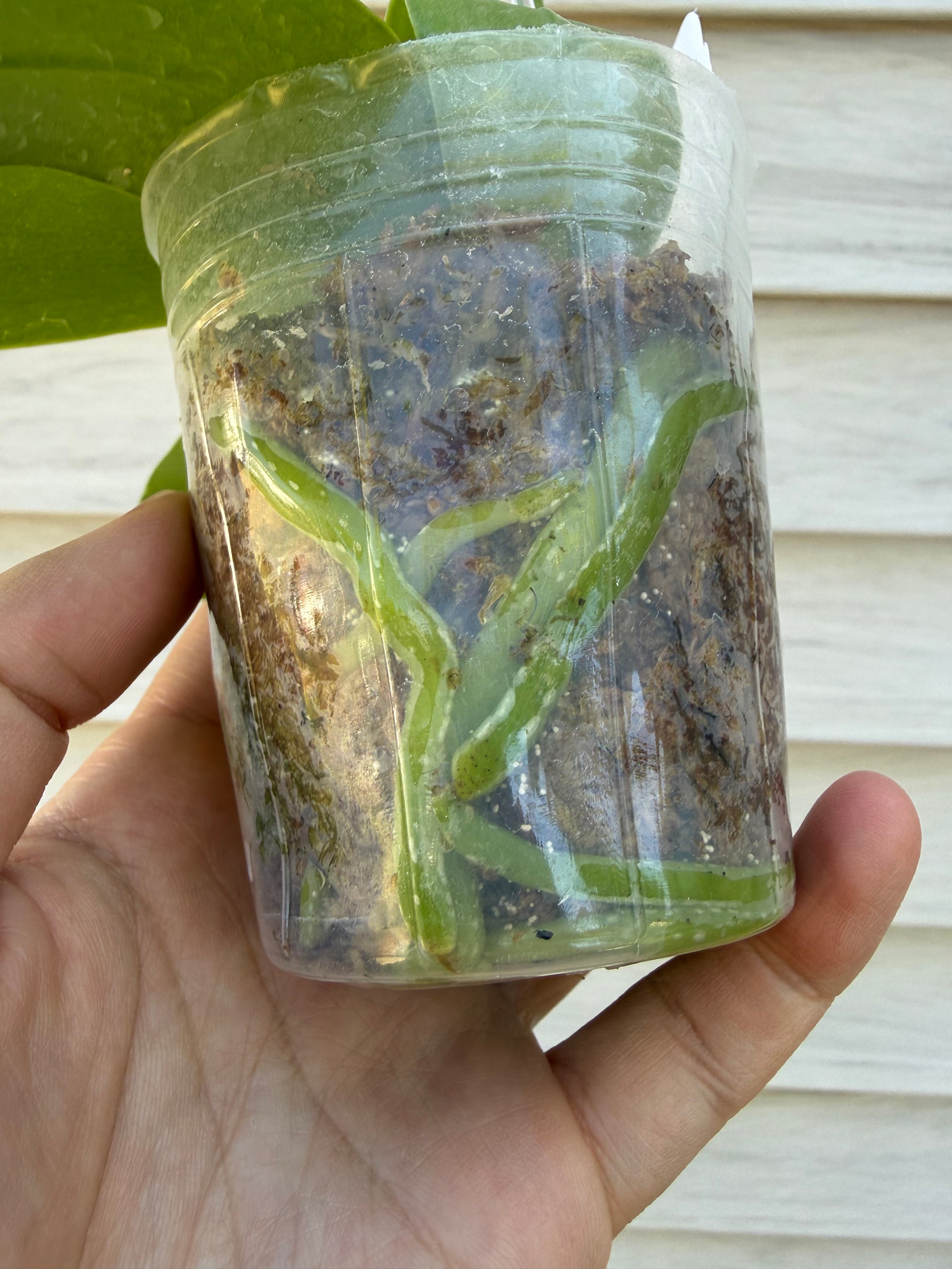 HCorchids