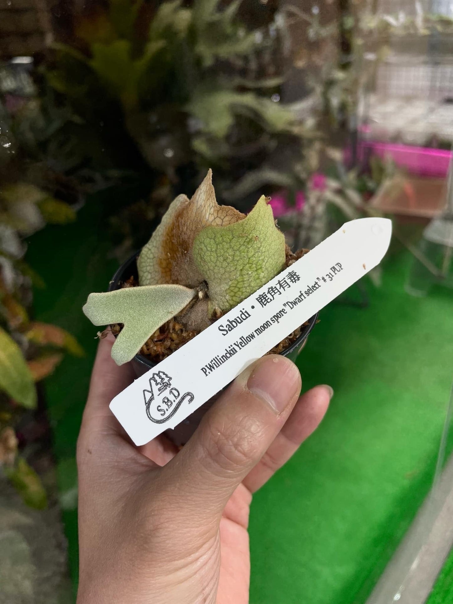 Platycerium Willinckii yellow moon spore “Dwarf select” #31