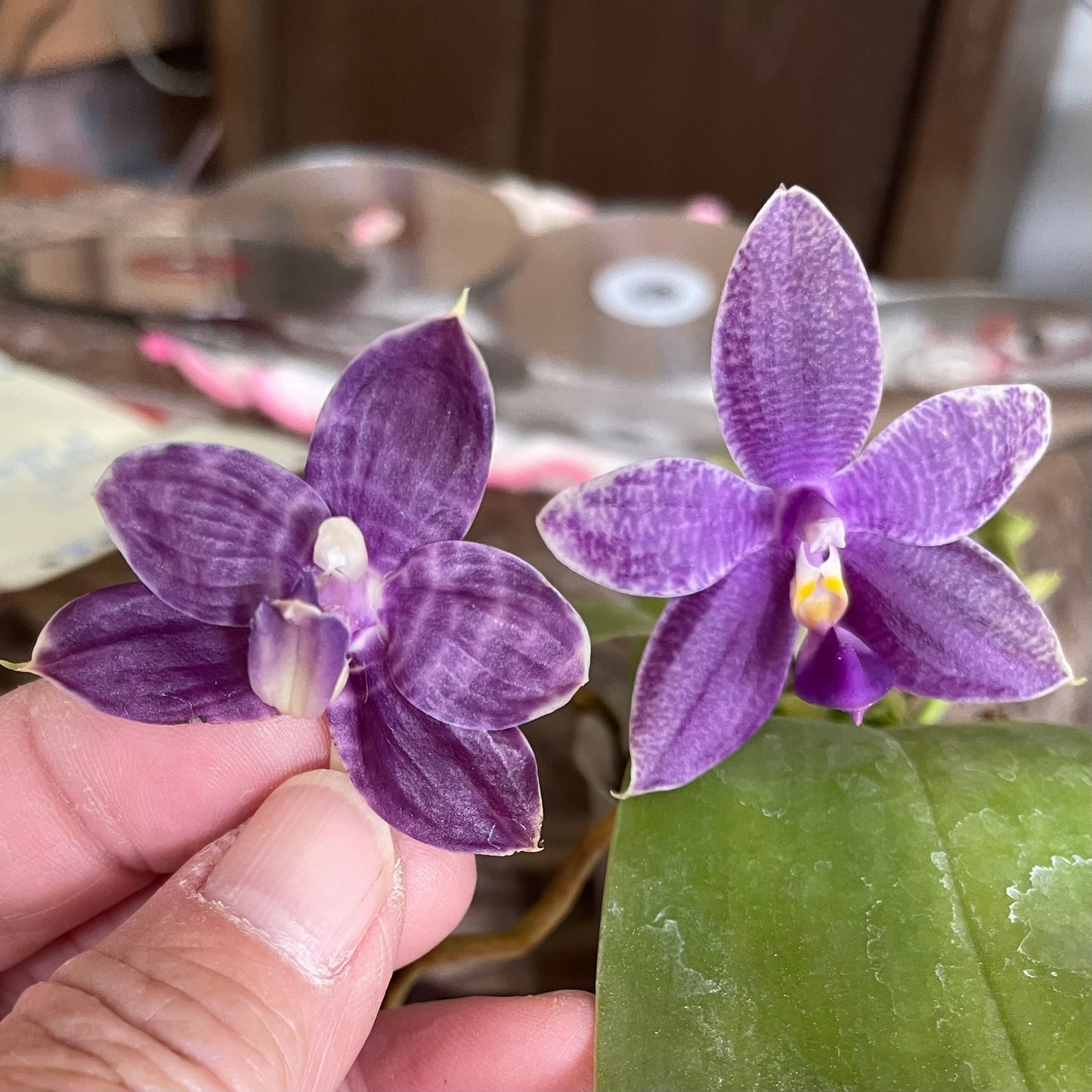 Phalaenopsis Smiley Bluebird Orchid Cross For Sale featuring vibrant purple blooms with veined petals, ideal for indoor plant collections.