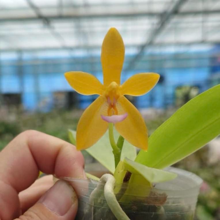 Phal. Cesario Gene Tobia “Jiaho Lyme” SM/TOGA - in spike/bloom